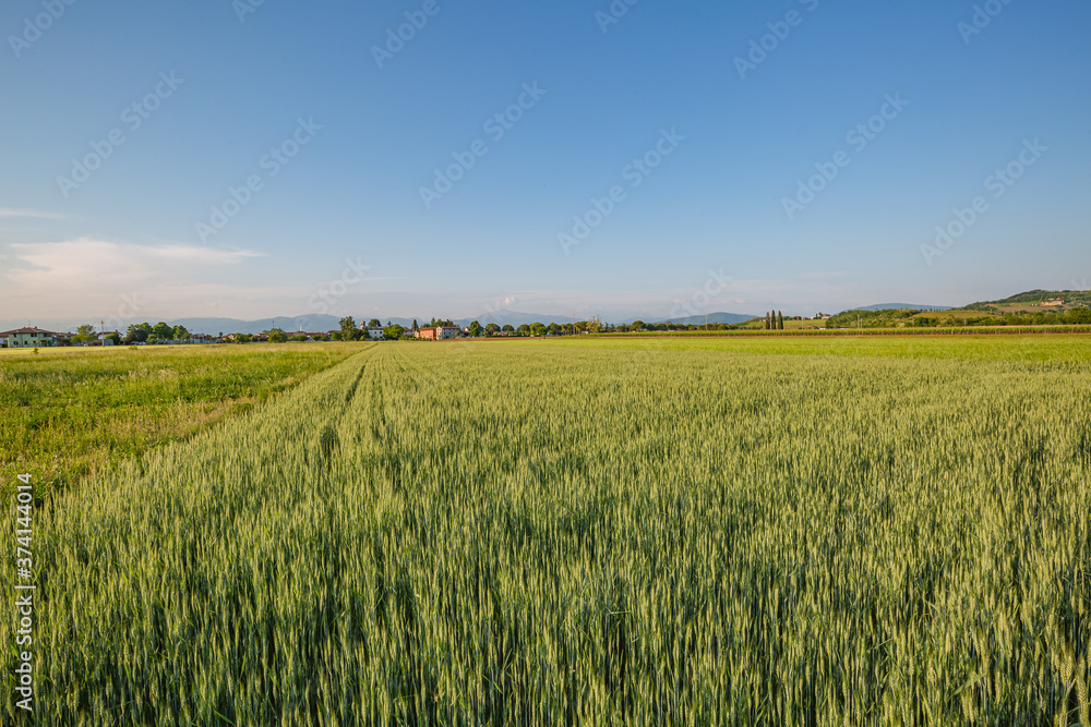 Green wheat field. Young juicy growing wheat ears field Green wheat field. Young juicy growing wheat ears field