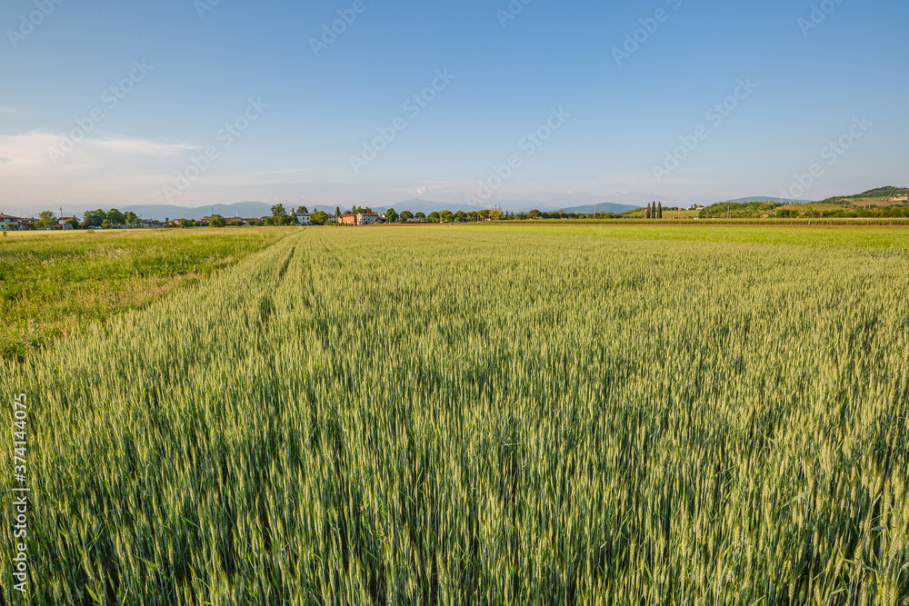Green wheat field. Young juicy growing wheat ears field