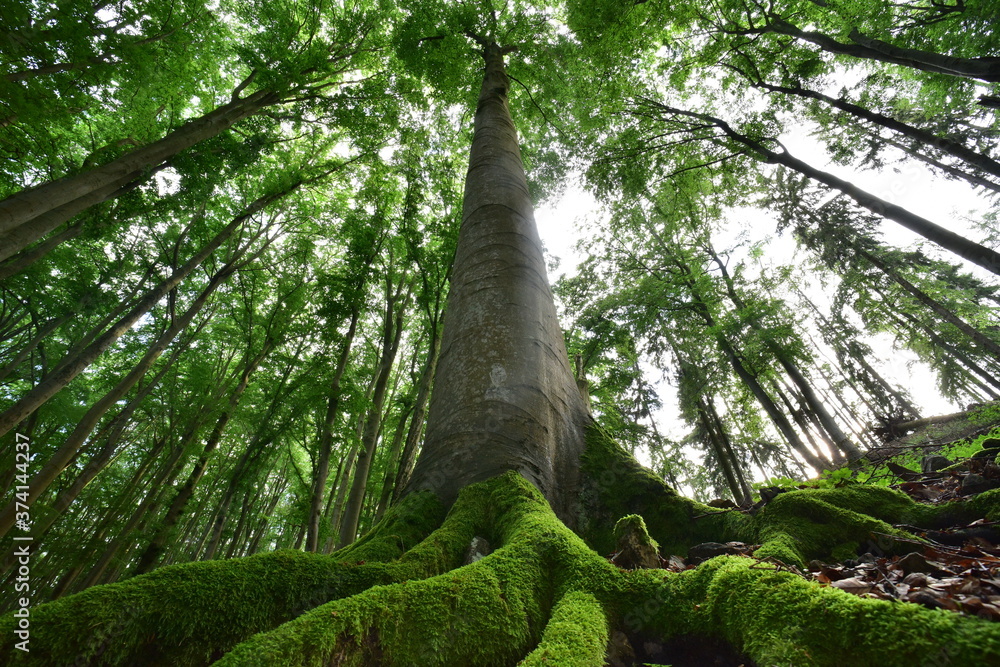 Fototapeta premium Green forest beech moss