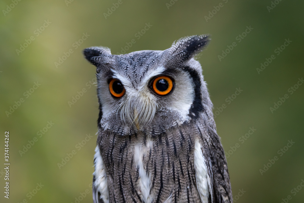 Obraz premium Weissgesichtseule