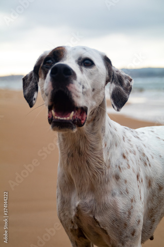 Friendly English Pointer with amazing face on a peaceful rocky beach with the sea behind him on a cloudy day
