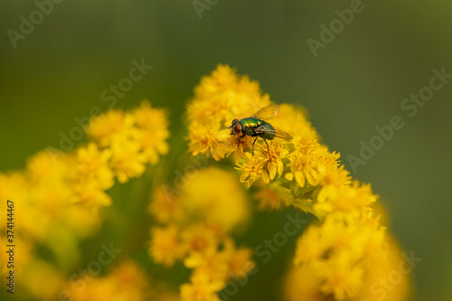 Insect on a yellow flower. Green fly on a mimosa flower. Selective focus, copy space. photo