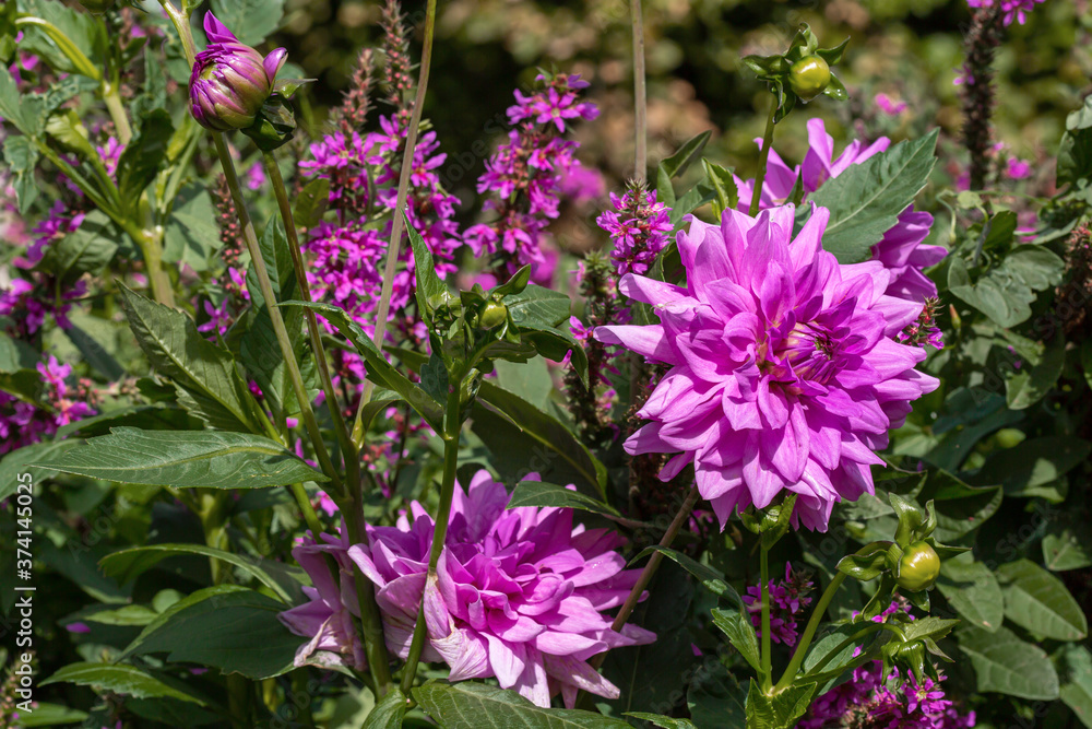Purple dahlia flowers in garden Purple dahlia flowers in garden