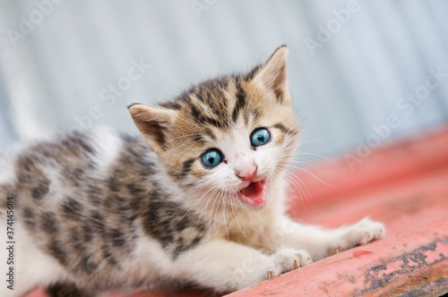 Scared kitten on the roof. Lonely baby cat with beautiful blue eyes meowing and looking at camera © Digihelion