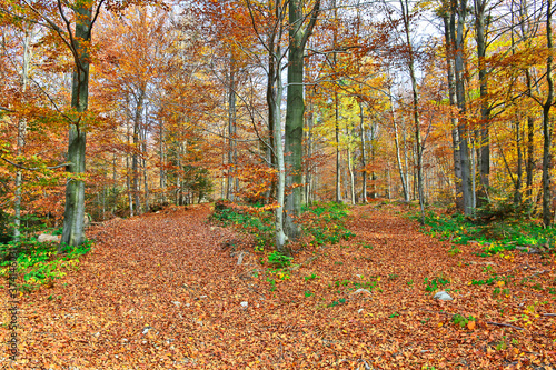 Dry leaves on the ground in a autumn forest. Blured carpet of colorful leaves. Selective focus. Blurred autumn nature background.