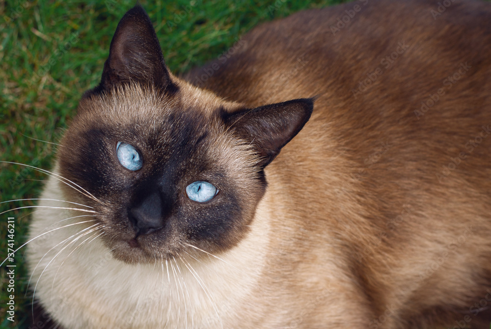 Siamese cat close-up sitting in the grass