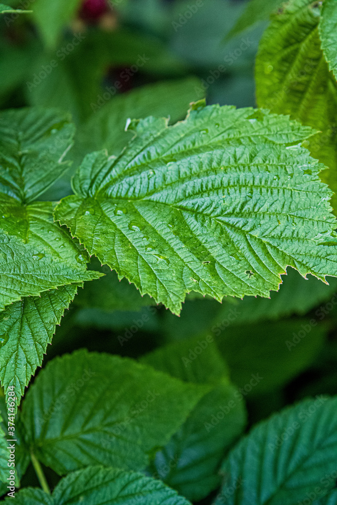 close up of green leaf close up of green leaf