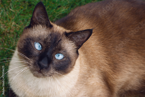 Siamese cat close-up sitting in the grass © martina87