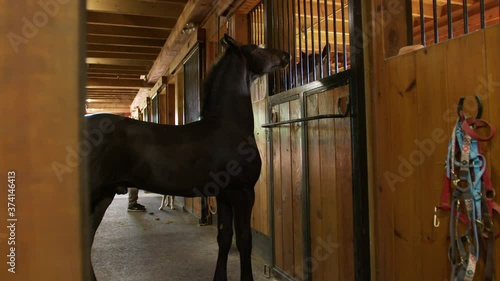 Curious Young horse inside barn checks up on adult horses inside box stalls.