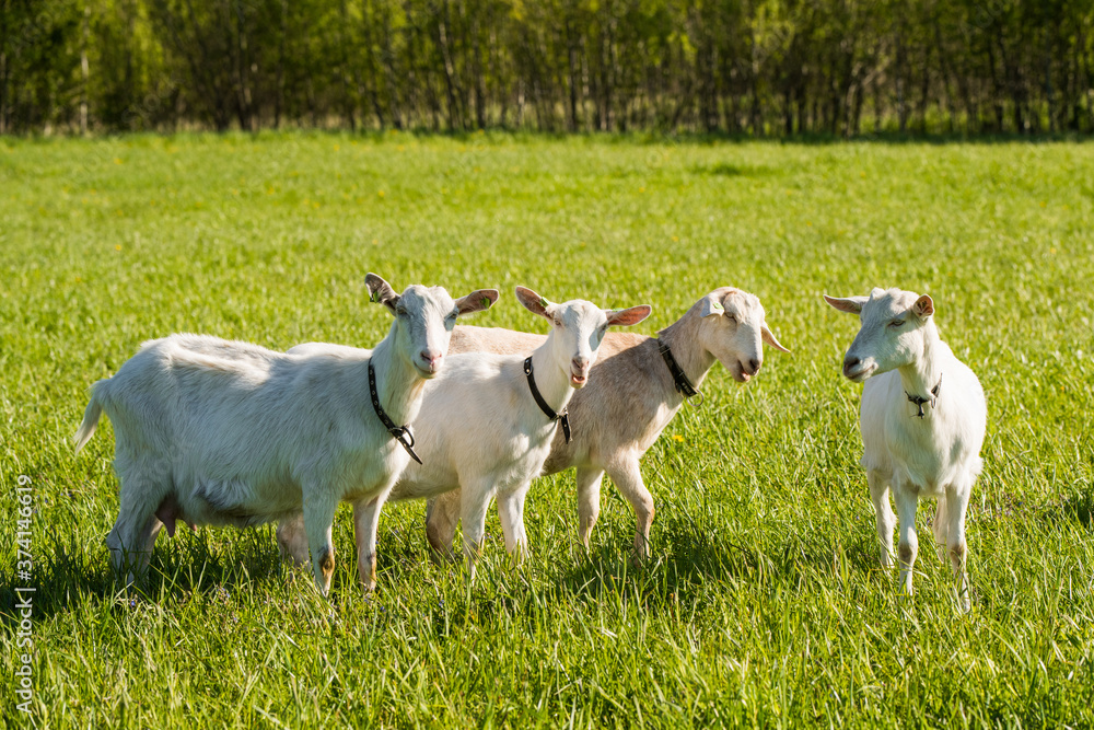 Obraz premium herd of white goats in green grassy meadow