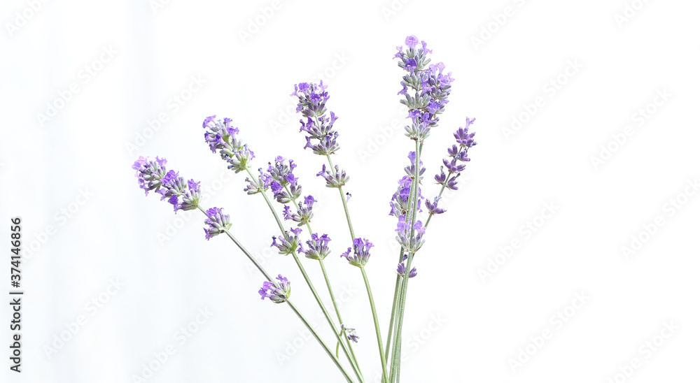 lavender flowers against a white background