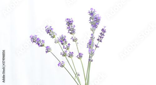 Fototapeta Naklejka Na Ścianę i Meble -  lavender flowers against a white background