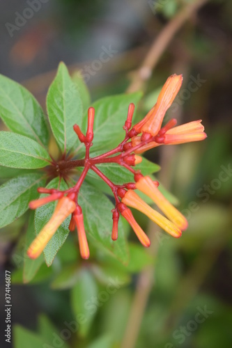 orange flower on green background