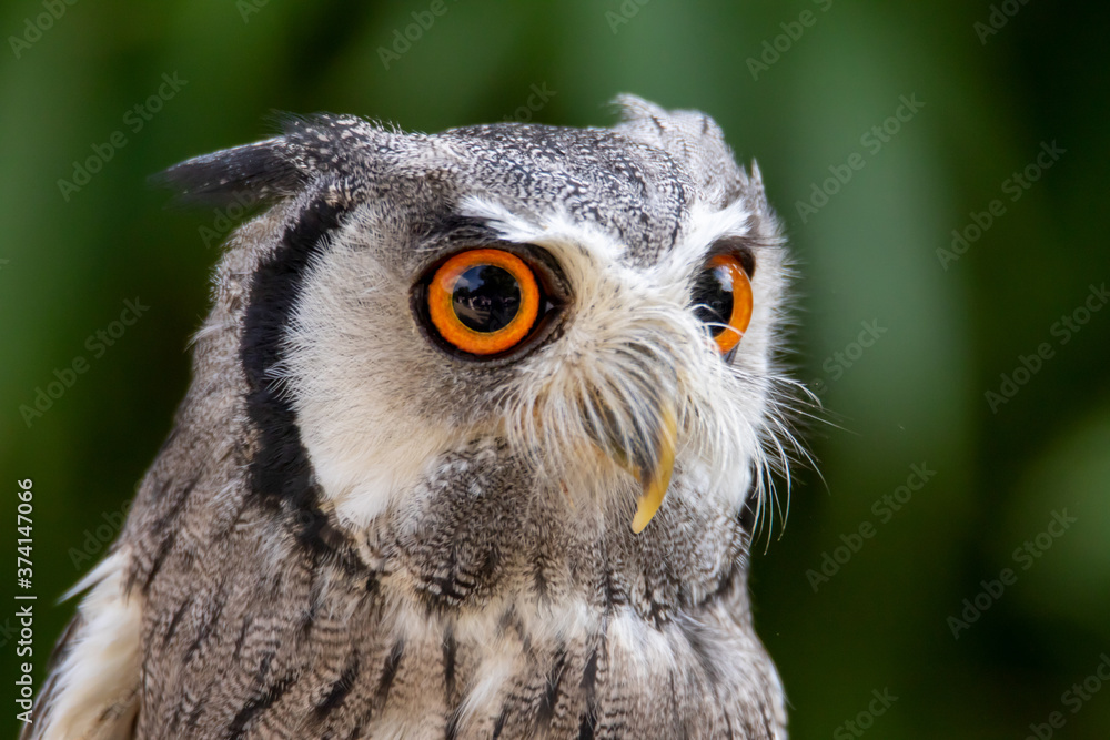 Obraz premium Weissgesichtseule