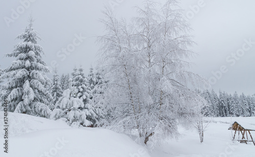 Fir tree covered in snow in winter