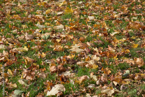 fallen maple leaves texture background
