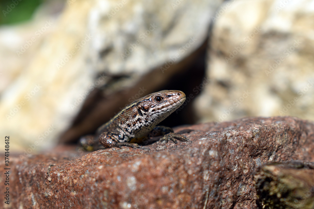 Fototapeta premium Eine Waldeidechse wärmt sich auf einem Stein