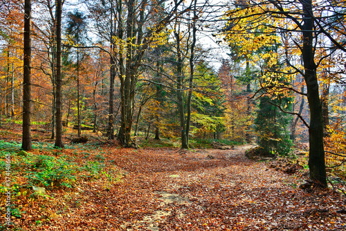 Dry leaves on the ground in a autumn forest. Blured carpet of colorful leaves. Selective focus. Blurred autumn nature background.