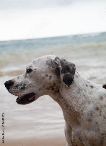 Friendly English Pointer on a peaceful rocky beach with the sea behind him on a cloudy day