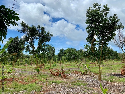 Longkong tree and blue sky in the garden in Thailand