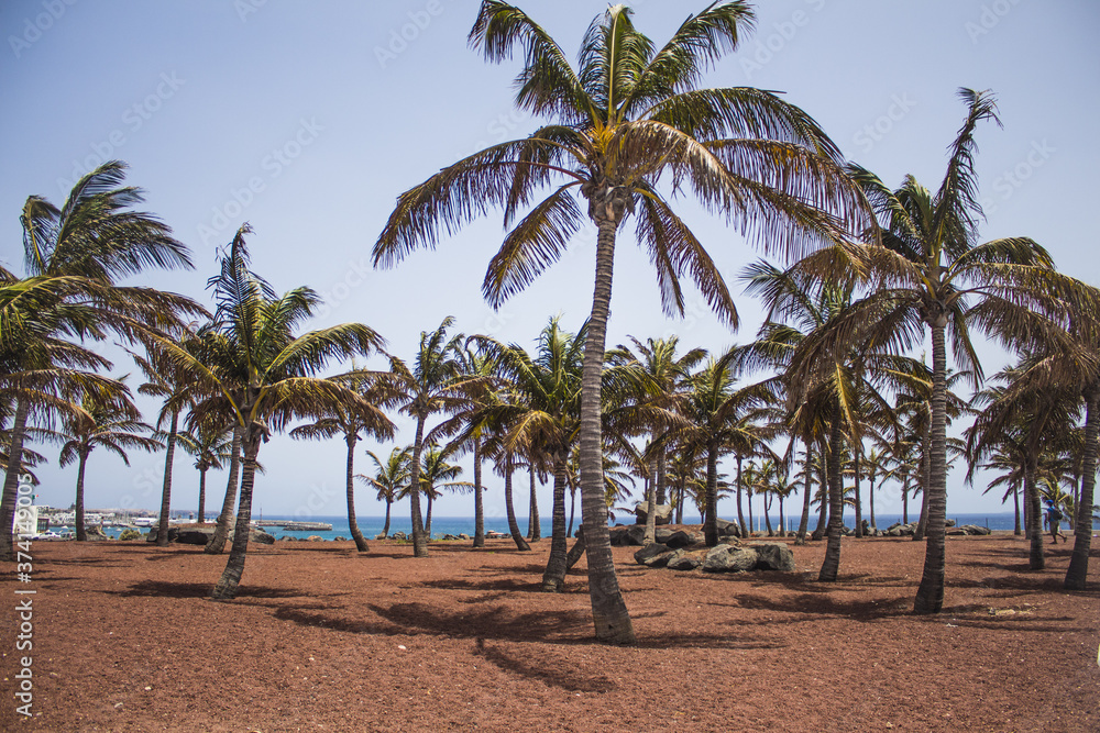 palm trees on the beach in Playa Blanca, Lanzarote, Spain palm trees on the beach in Playa Blanca, Lanzarote, Spain