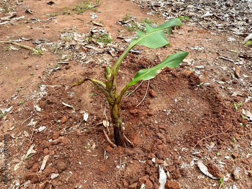 banana sprout in the garden in Thailand