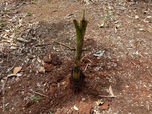 banana sprout in the garden in Thailand