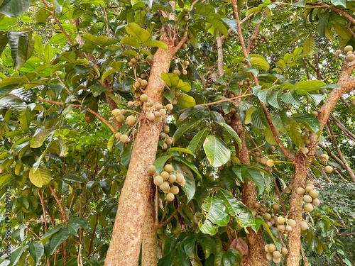 longkong fruit from green longkong tree in the garden in Thailand