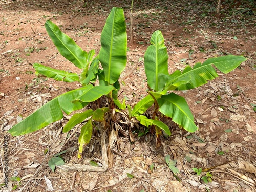 banana sprout in the garden in Thailand