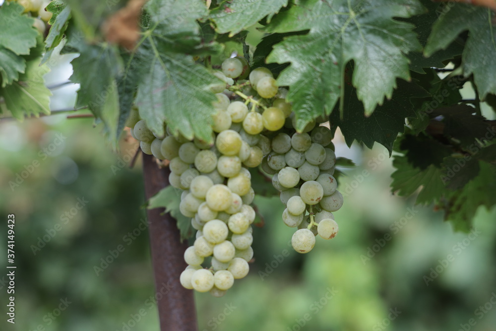 grapes on vine