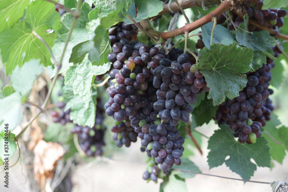 bunch of grapes bunch of grapes