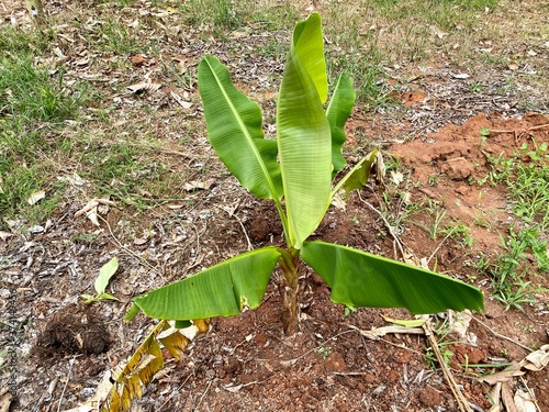 banana sprout in the garden in Thailand