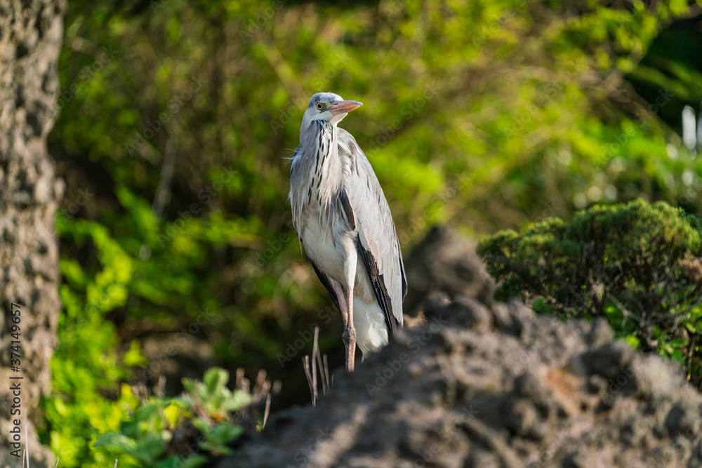 Fototapeta premium Ulleung, South Korea - 04.27.2020 - Bird on Ulleung island