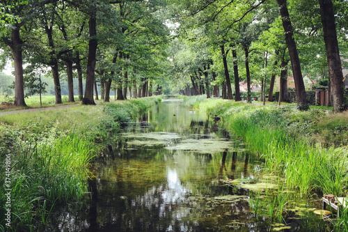 Fototapeta Naklejka Na Ścianę i Meble -  Tree lined canals in the sunlight, Griendtsveen, Netherlands