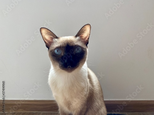 Siamese cat sit and looking