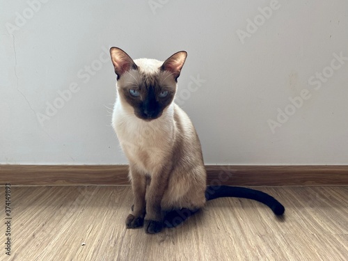 Siamese cat sit and looking