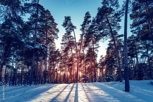 Winter landscape in the park on a cold sunny day in Russia.