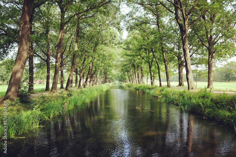 Tree lined canals in the sunlight, Griendtsveen, Netherlands Tree lined canals in the sunlight, Griendtsveen, Netherlands
