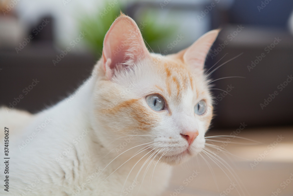 Gato blanco con ojos azules