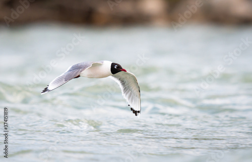 Franklin Gulls © Jillian