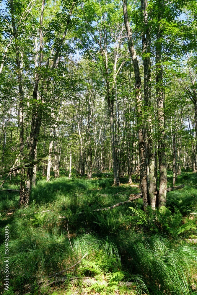 Fototapeta premium Tall Pine Trees in a New England Forest - Acadia Maine