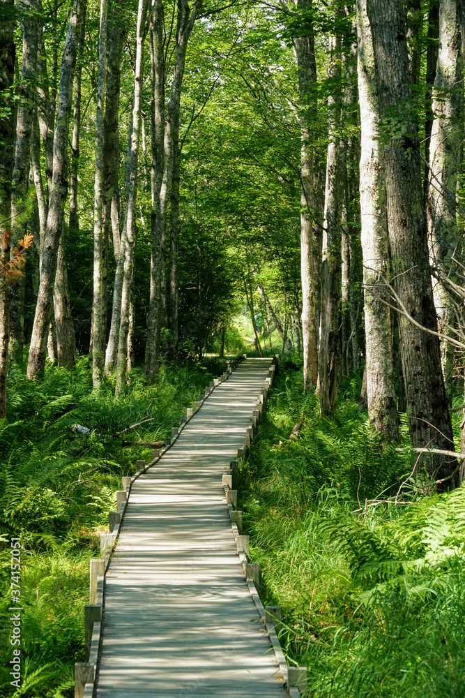 Obraz premium Scenic Wood Hiking Path in Dense Forest