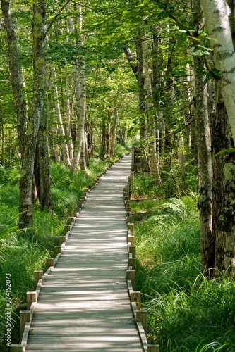 Scenic Wood Hiking Path in Dense Forest