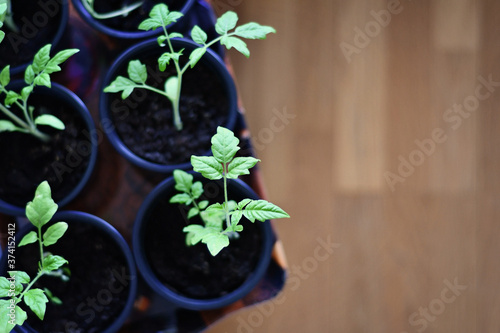 Tomato seedlings sprout. Self sufficiency, organic food, sustainability. Cultivating tomato plants indoors in a garden greenhouse