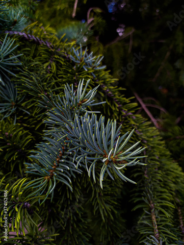 Benches of a pine tree