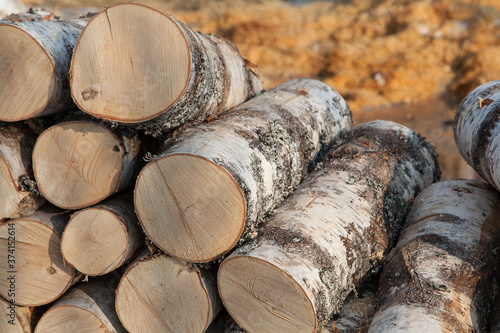 Brich logs texture background