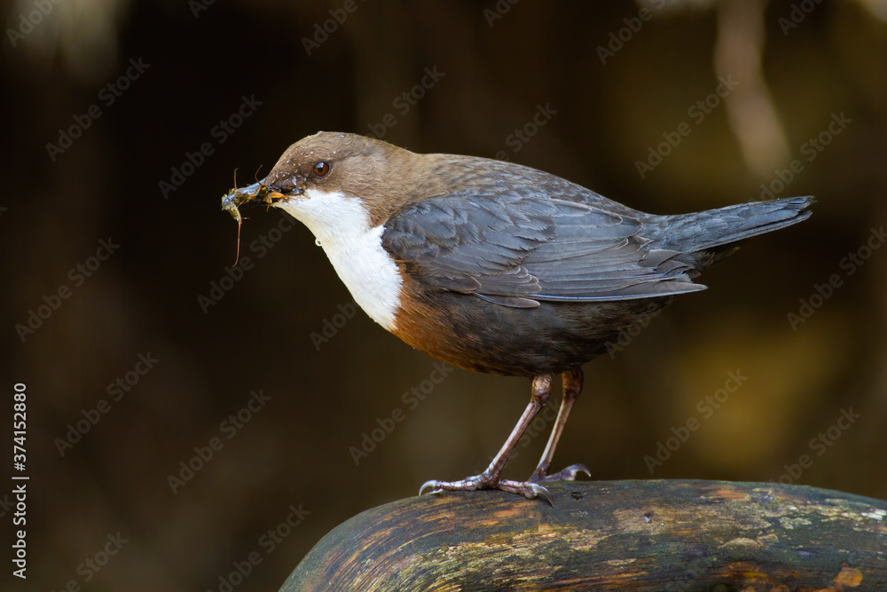 White-throated dipper, cinclus cinclus, standing on stone in wet nature. Small bird with dark fur holding insect in beak on rock. Little animal catching feed on riverbank. - obrazy, fototapety, plakaty 