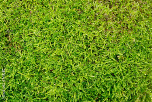 Pleurozium schreberi green moss macro