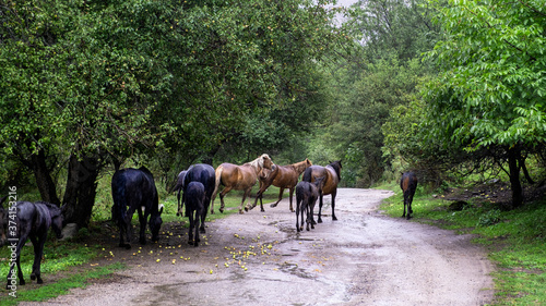 horses on the road