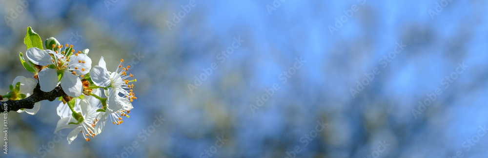 Banner: Blüten an Obstbaum / Blühender Obstbaum im Frühling mit Zweigen im Hintergrund vor blauem Himmel Banner: Blüten an Obstbaum / Blühender Obstbaum im Frühling mit Zweigen im Hintergrund vor blauem Himmel